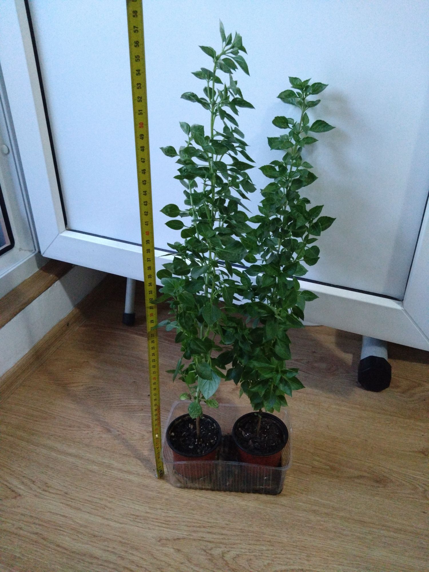 Oferta Busuioc grecesc deosebit bogat înălțime 60 centimetri