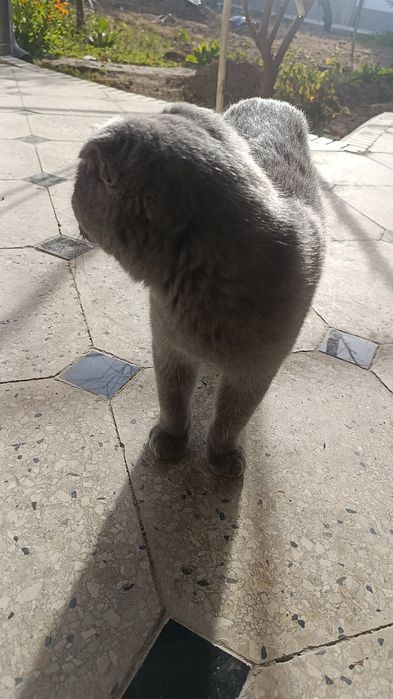 Ogil mushuk uy mushugi