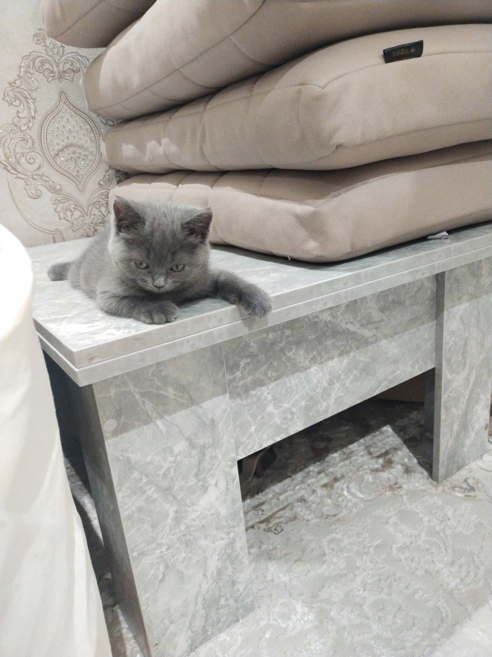 Продается котенок, девочка. Скотиш страйт.