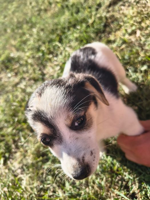 Cățeluși pufoși și frumoși care caută stăpâni