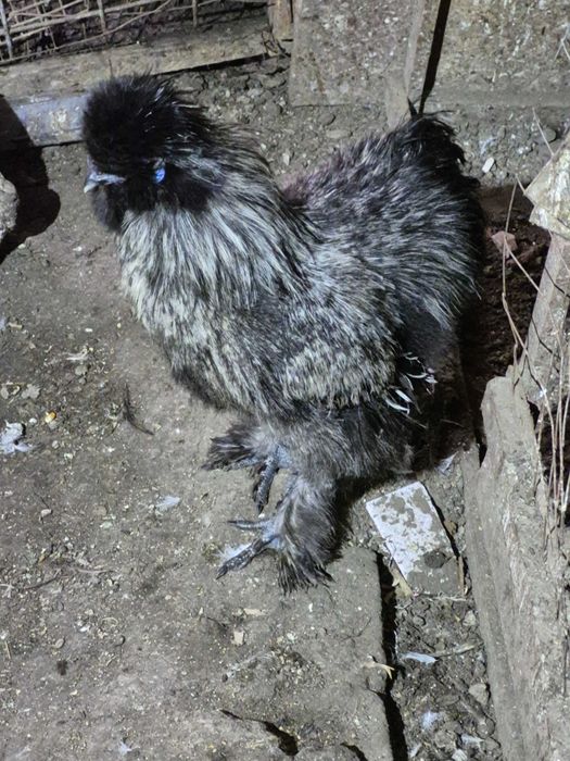 Pereche Matase japoneza