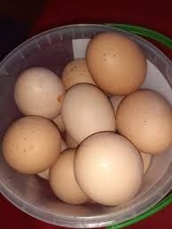 Vindem ouă țară de găină, rață , gâscă , curca, si de biblică.