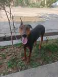Doberman pinscher
