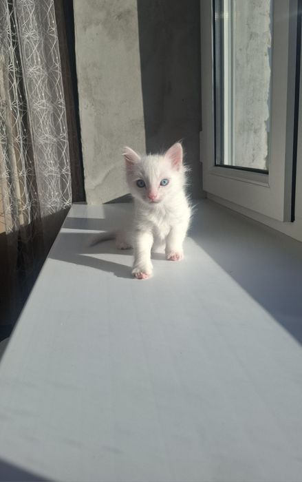 Котенок в добрые руки