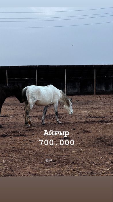 Үйірге айғырлар сатылады