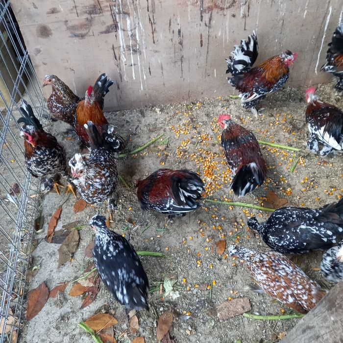 Cocoși și găinușe americane