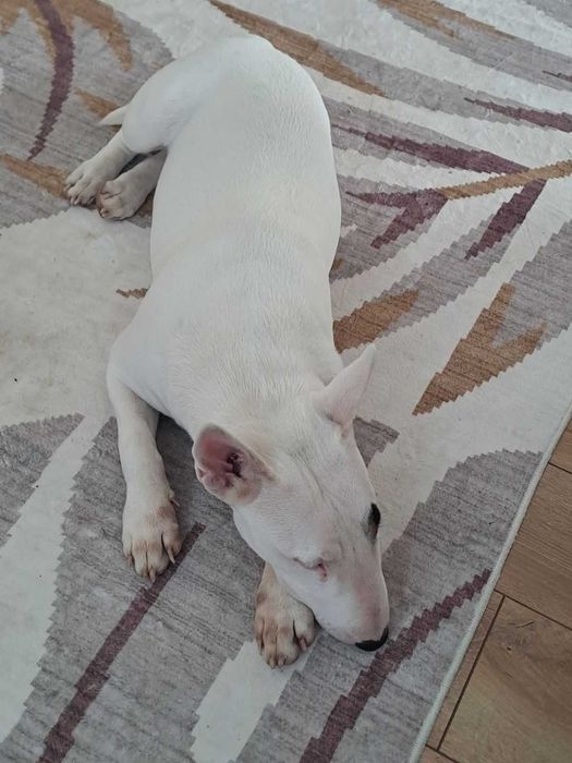 Бултериер чистокръвен