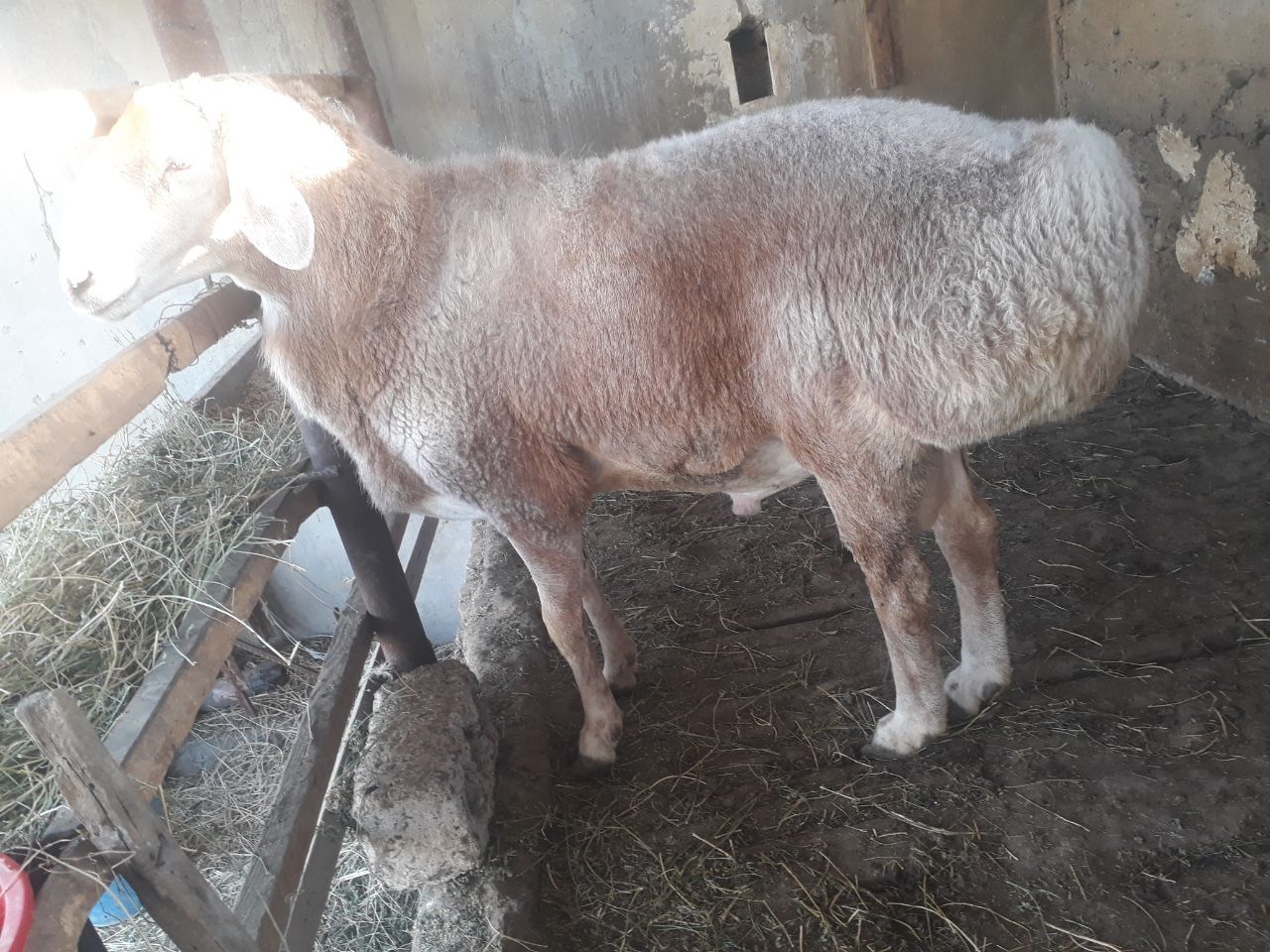 Qassob servis toza va xalol