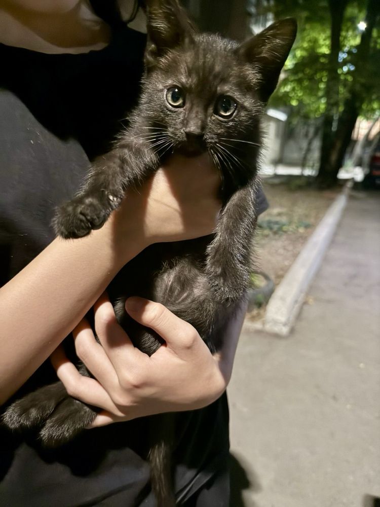 Котята ищут дом