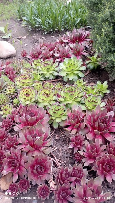 Цветы"Каменная роза"или Молодило