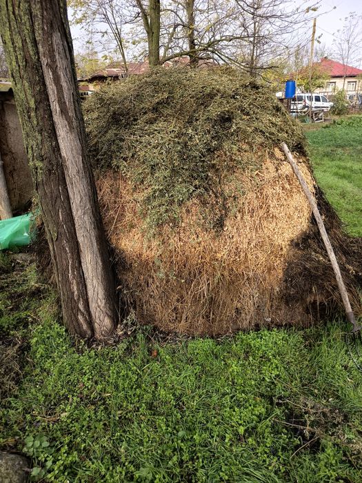 O capiță de lucernă