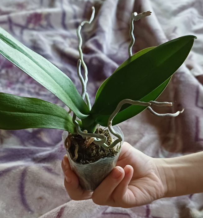 Орхидея  орхидея