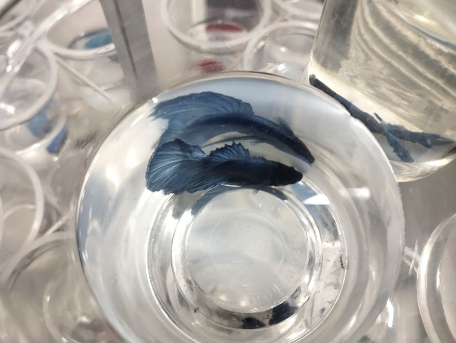 Petushoklar sotiladi