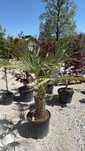Vand plante ornamentale calitate extra