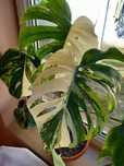 Monstera Albo (cu radacina formata)