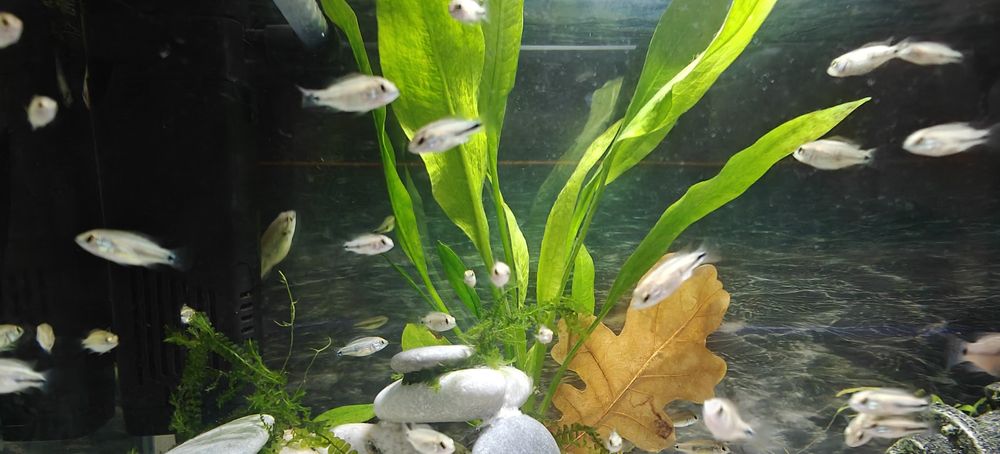 Африкански цихлиди Jewel fish