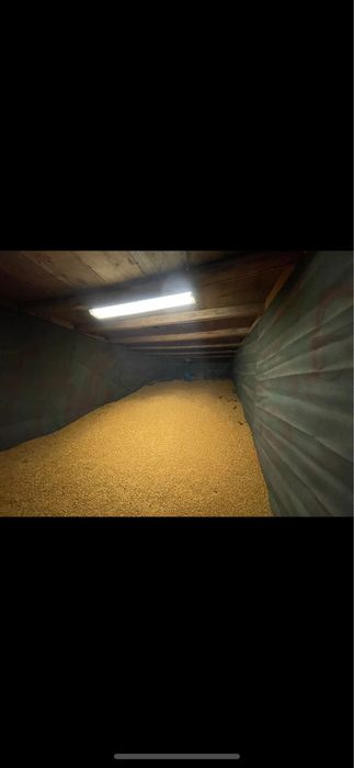 Porumb boabe productia 2025