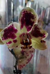 Орхидеи 3500 продам