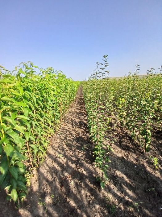 Pomi fructiferi certificati fitosanitar