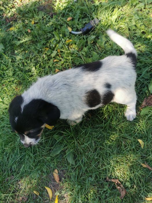 Donez 2 căței de 7 săptămâni de talie mica!