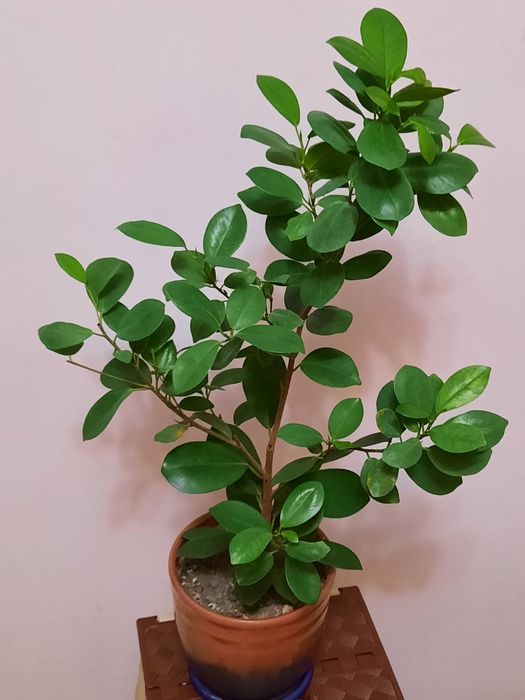 Фикус Микрокарпа, Бенджамина срочно