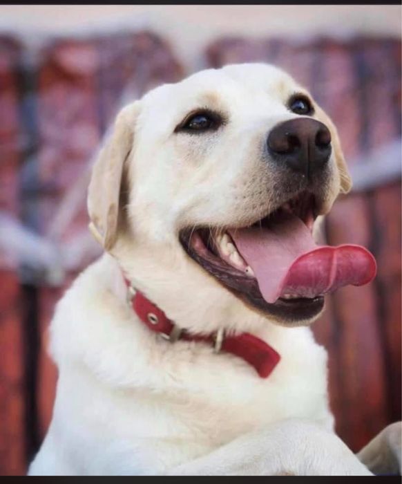 Labrador cu pedigree FCI