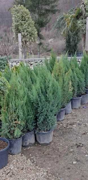 Plante Decorative, de exterior pentru o Gradina de Vis