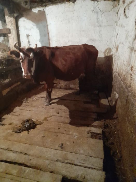 Сиыр сатамыз,7-8 бұзаулаған