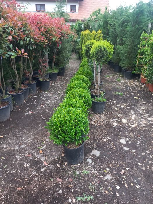 Vă oferim o gamă diversă de plante ornamentale preț accesibil