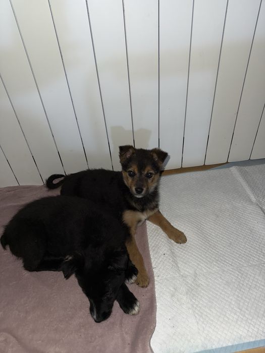 Donez pui de catel/ catelusi