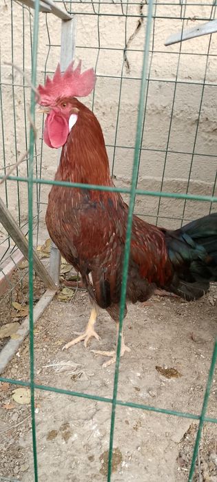 Xoroz sotiladi yoshi 7 oy продаю петух возраст 7 месяца домашний