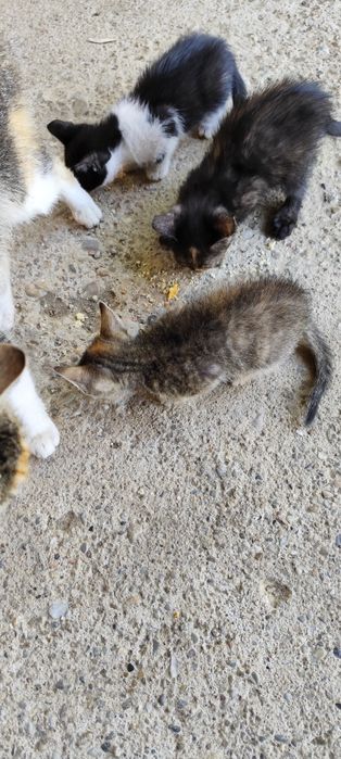 Donez cu drag două pisicuțe adorabile