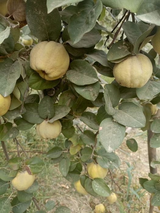 Айва продается домашняя