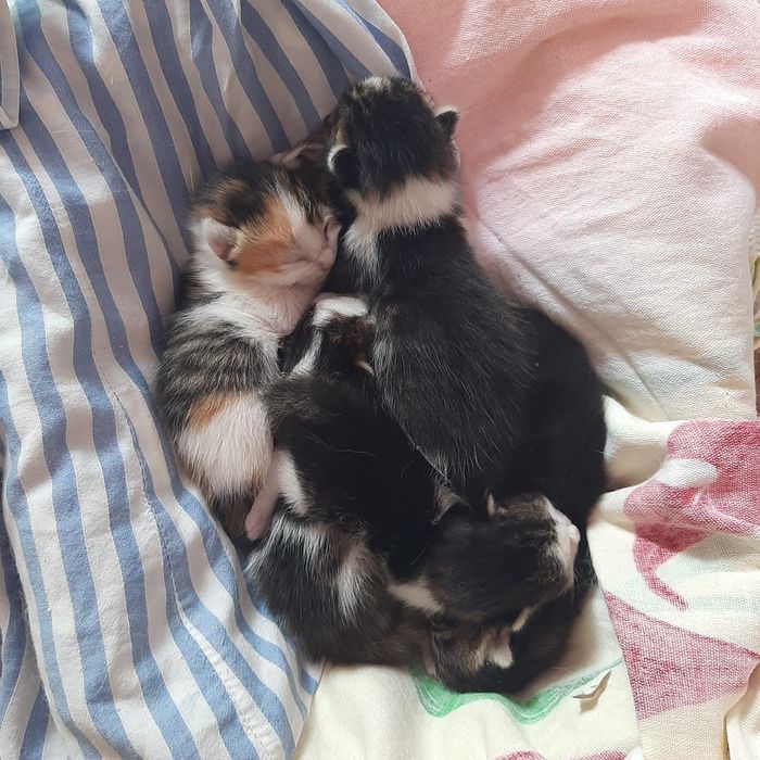 Котята. Мысык. Бесплатно. Шымкент
