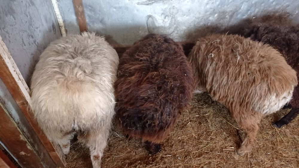 Буаз токтылар, Ешкі буаз, ургашы токты.