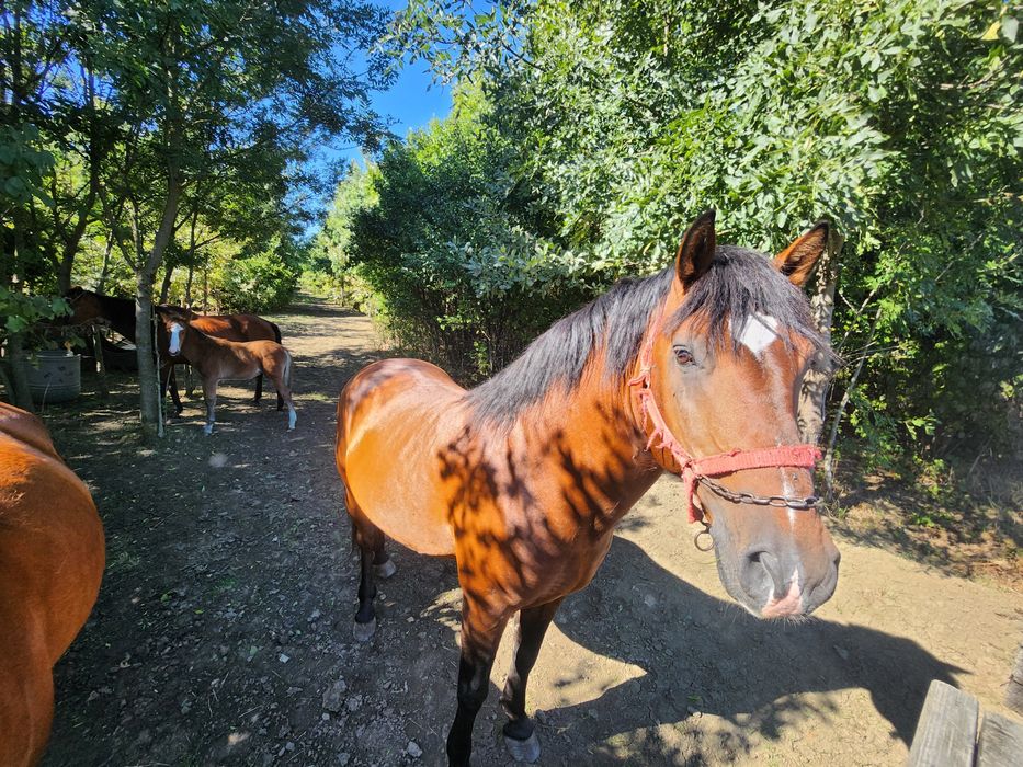 Vând armăsar si manza
