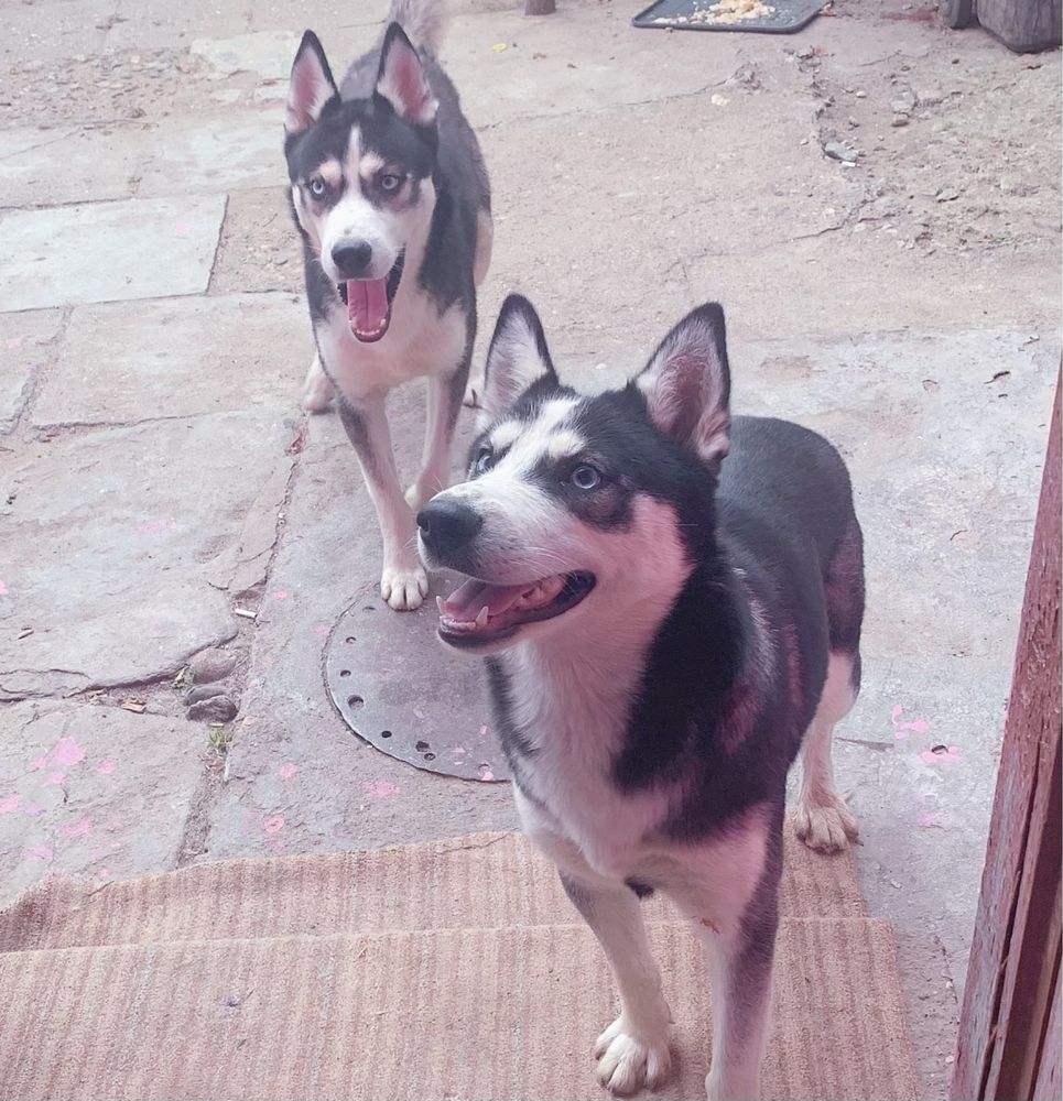 Donez husky siberian fata si baiat