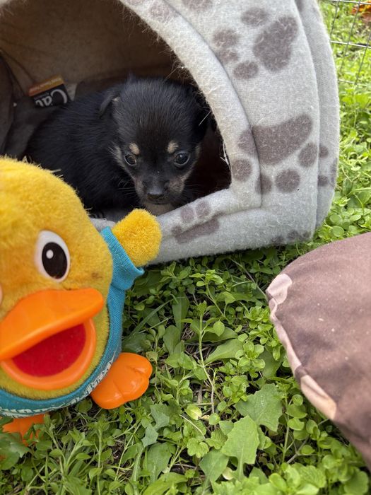 Чихуахуа пинчер мини