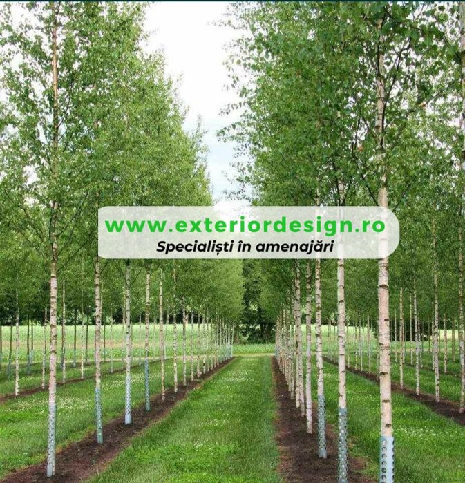 Arbori foiosi BETULA PENDULA / Mesteacan multitrunchi H=300-700