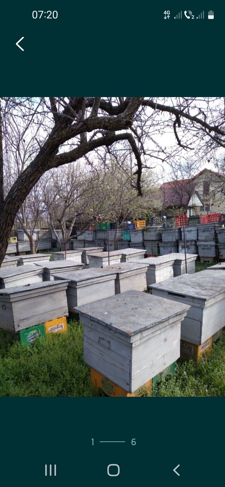 Inventar apicol cu stupi orizontali fără albine 14-22 rame, rame