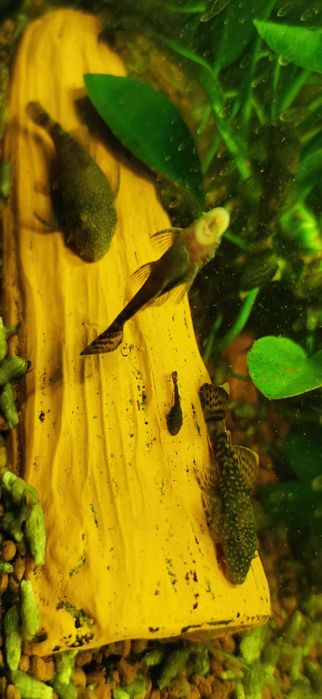 Pești Ancistrus de vânzare 4-6cm