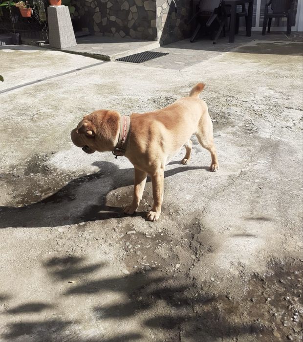 Donez Caine Shar Pei