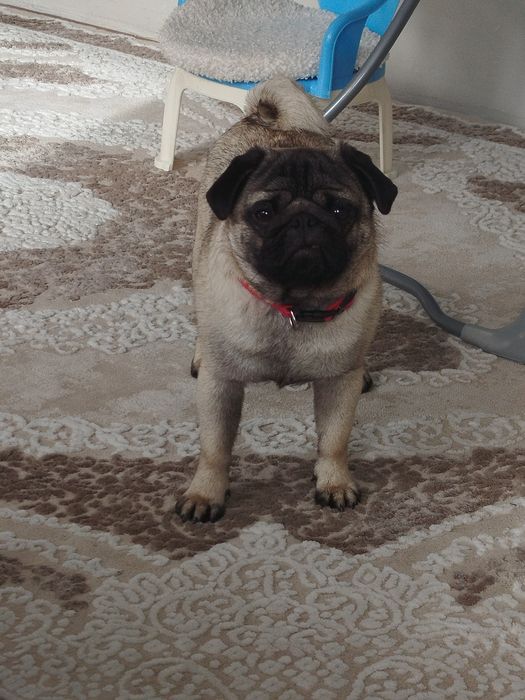 Мопс момче на 11 мец.