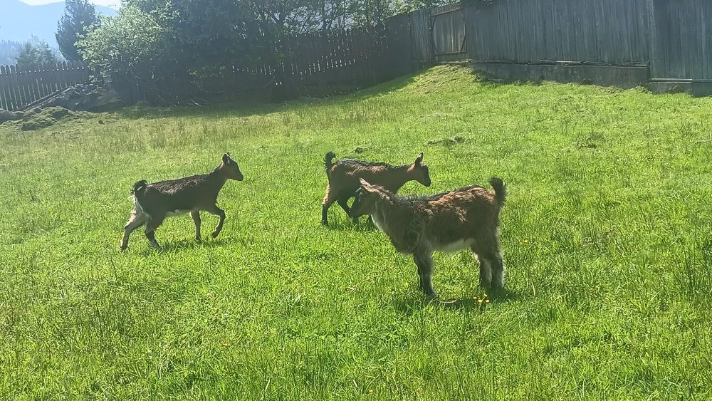 Capre alpine franceze