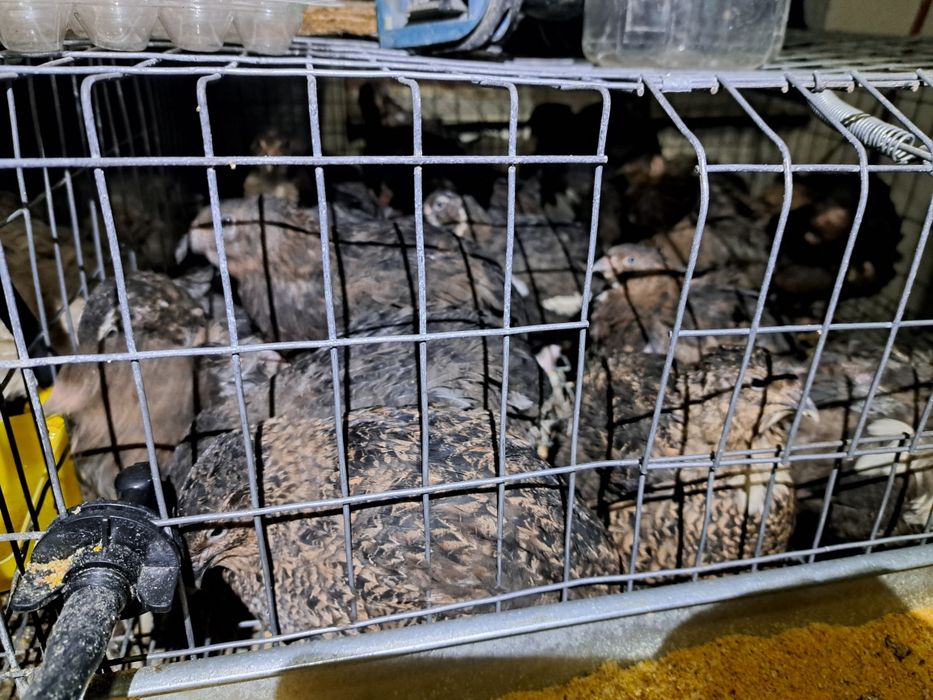 oua de prepelita,pui ,prepelite care oua