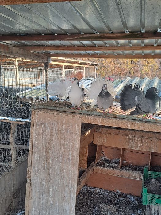 Porumbei galateni pereche/schimb