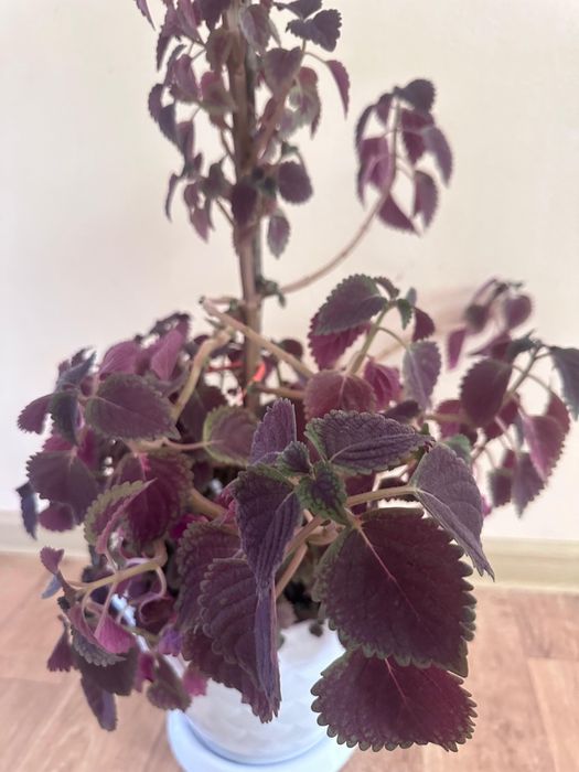 Үй гүлі сатылады. Комнатные цветы продается