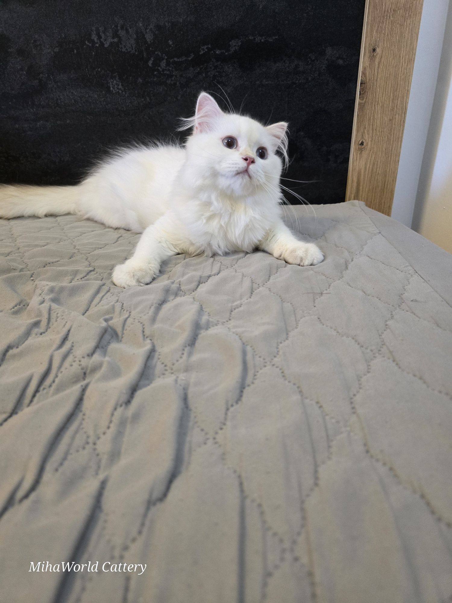 British longhair, pui, băiat, pedigree