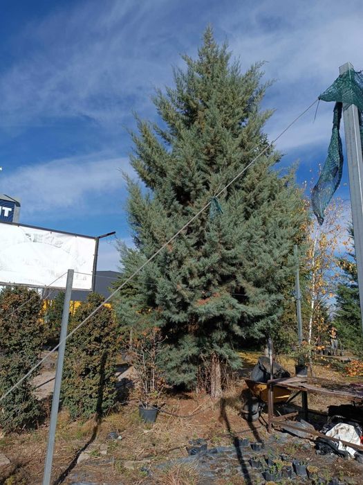 Големи школувани  иглолистни дървета.  София