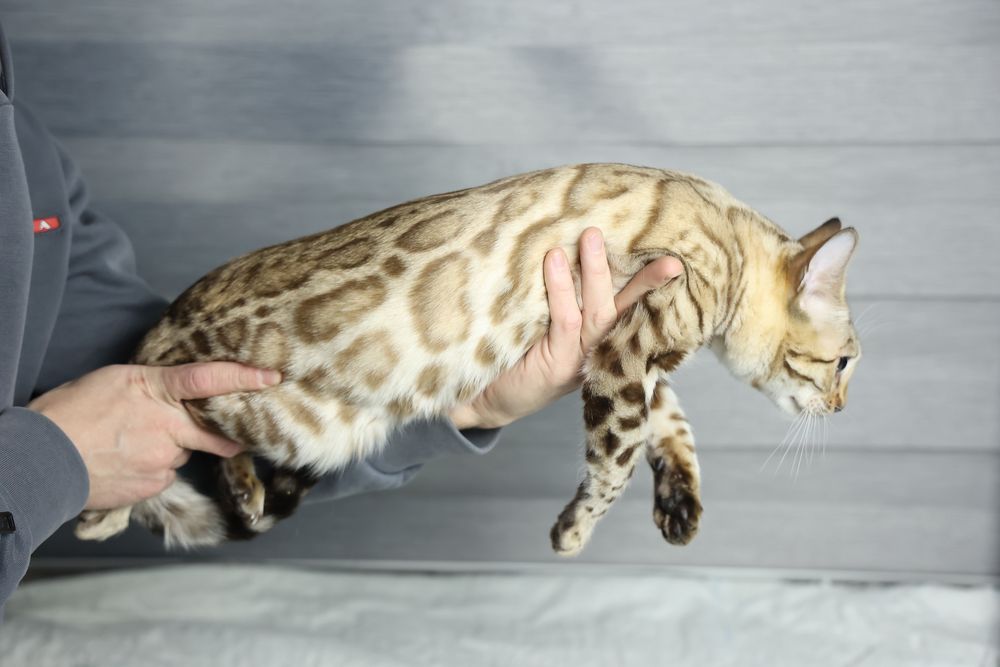 Элитные клубные бенгалськие котята!